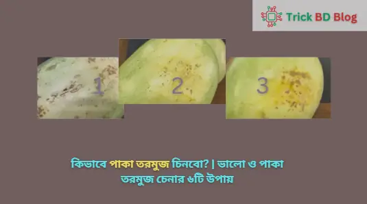 কিভাবে পাকা তরমুজ চিনবো? | ভালো ও পাকা তরমুজ চেনার ৬টি উপায়