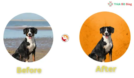 অনলাইনে এআই দিয়ে ছবি এডিট করার নিয়ম