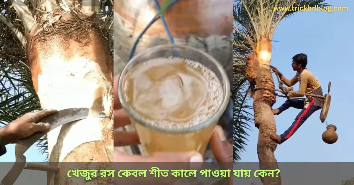 খেজুর রস কেবল শীত কালে পাওয়া যায় কেন? | গ্রীষ্মকালে কেন খেজুর রস পাওয়া যায় না?